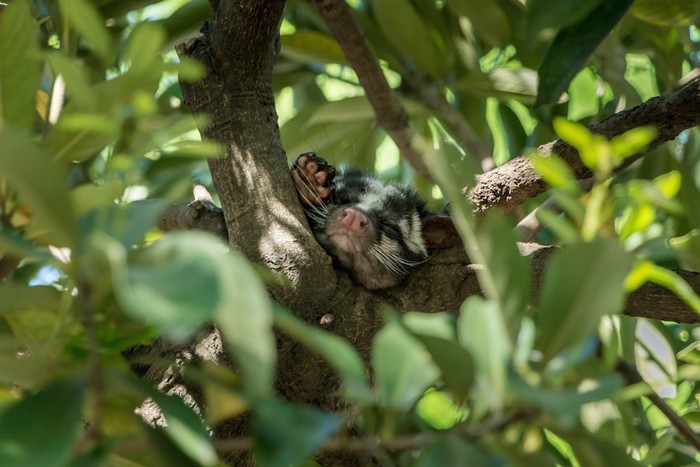 木の上で眠るハクビシン