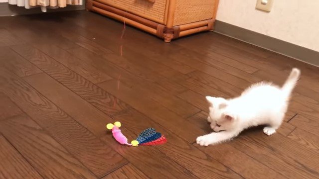 床の上のおもちゃに手を伸ばす子猫