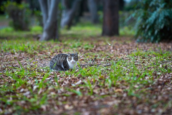 草むらに佇む野良猫
