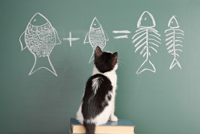 黒板と猫
