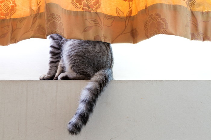 カーテンに隠れる猫の写真