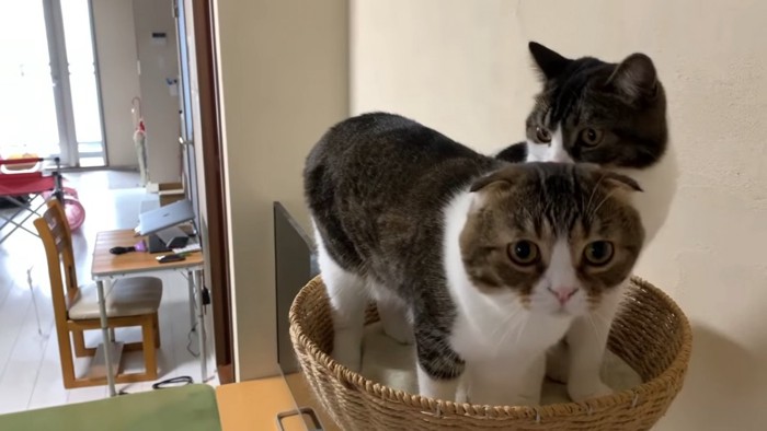 かごに入っている2匹の猫