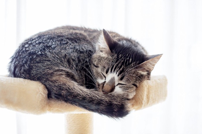 キャットタワーの上で寝る猫