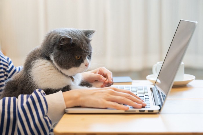飼い主の膝の上で一緒にパソコンを見る猫