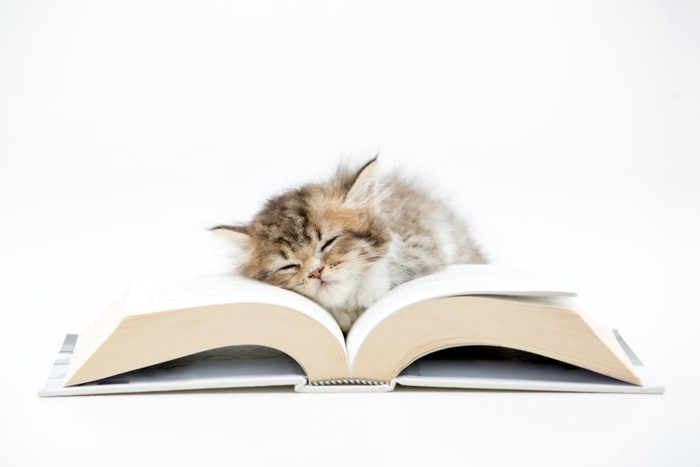 本の上で寝ている子猫