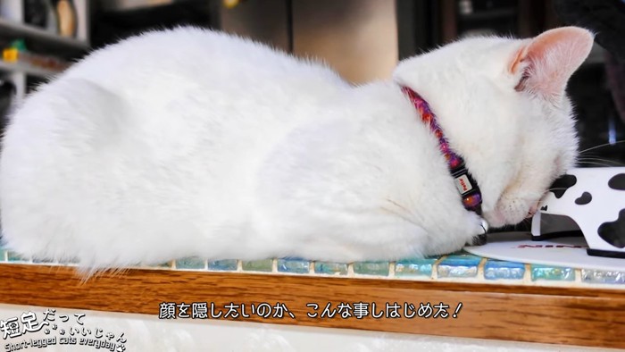 顔を食器スタンドに押し付けて寝る猫
