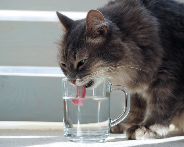 水の入ったコップに舌を入れて飲む猫