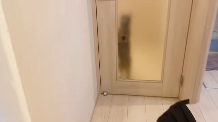 ドアの向こうにいる猫