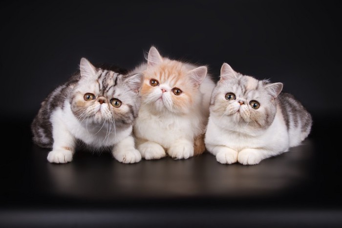 寄り添う三匹のエキゾチックショートヘアの子猫