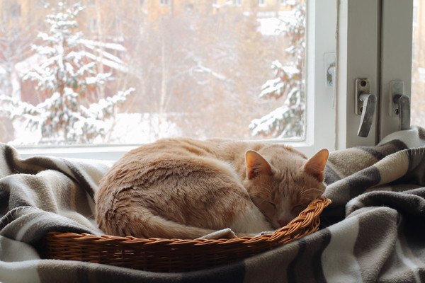 冬の日で窓際に眠る猫