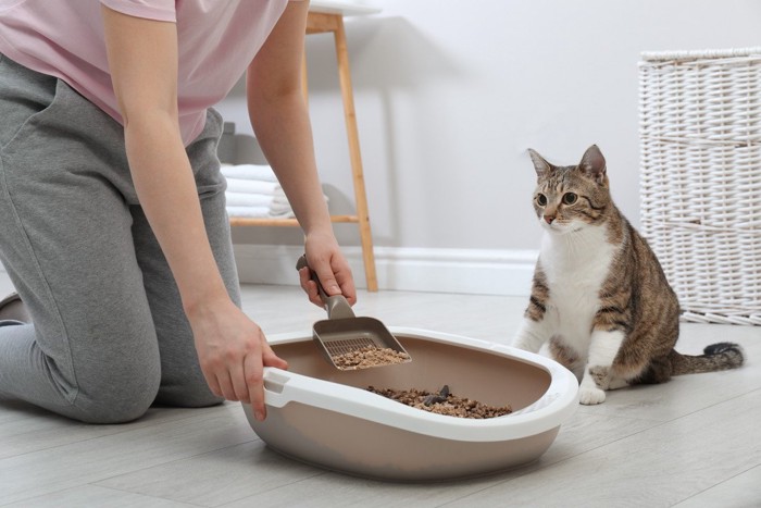 猫のトイレ掃除