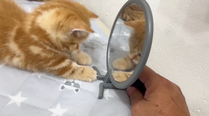 鏡の足に興味を示す猫