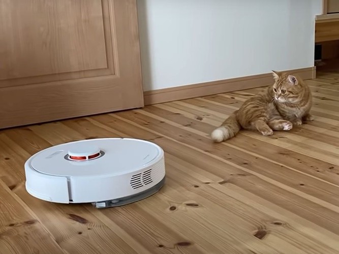 猫にじゃまされるロボット掃除機
