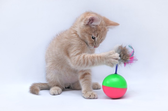 おもちゃで一人遊びをしている猫
