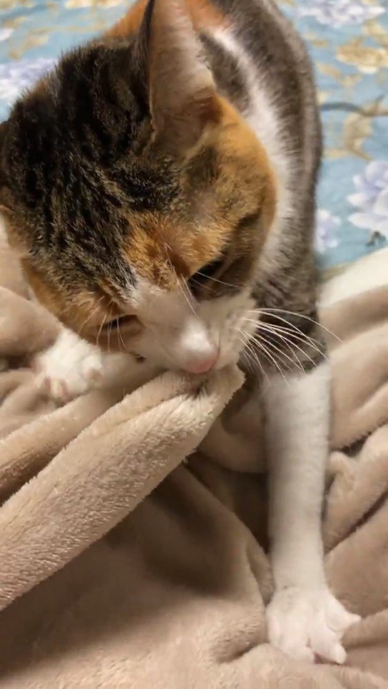 毛布をくわえる猫