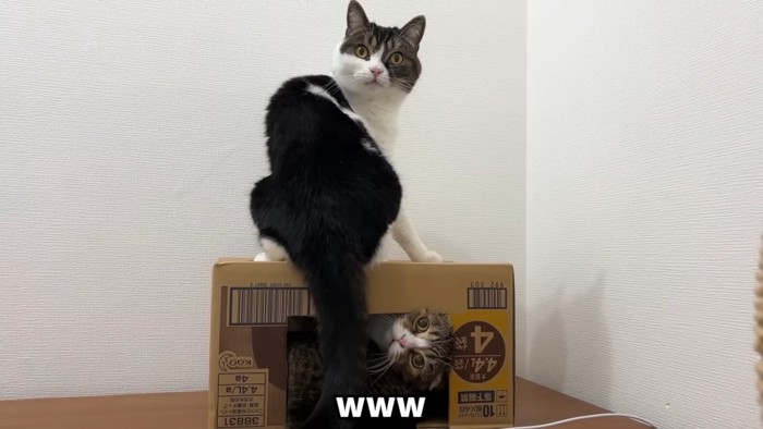 箱の中にいる猫と箱の上に座る猫