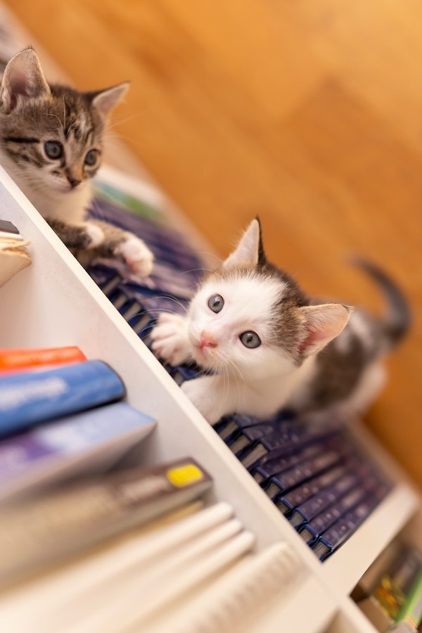本棚によじ登ろうとする子猫と隙間に入る子猫