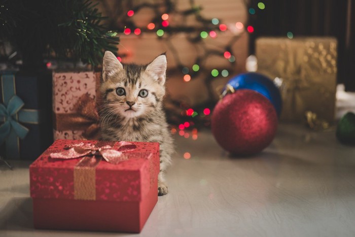 プレゼントと並ぶ猫