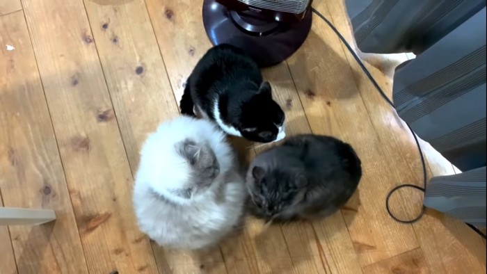 集まる3匹の猫たち
