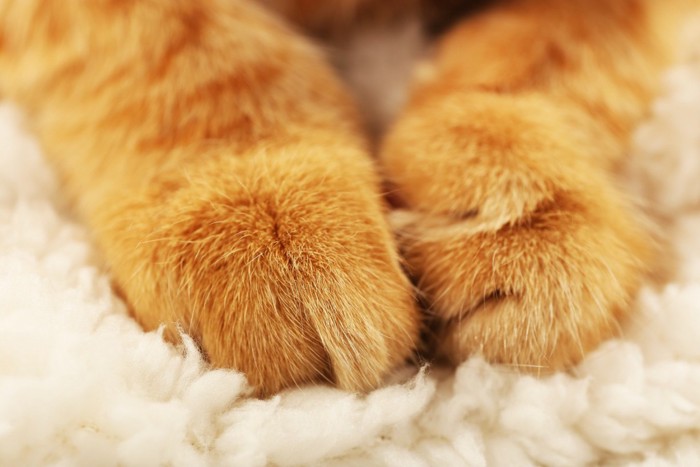 猫の手とふわふわの布