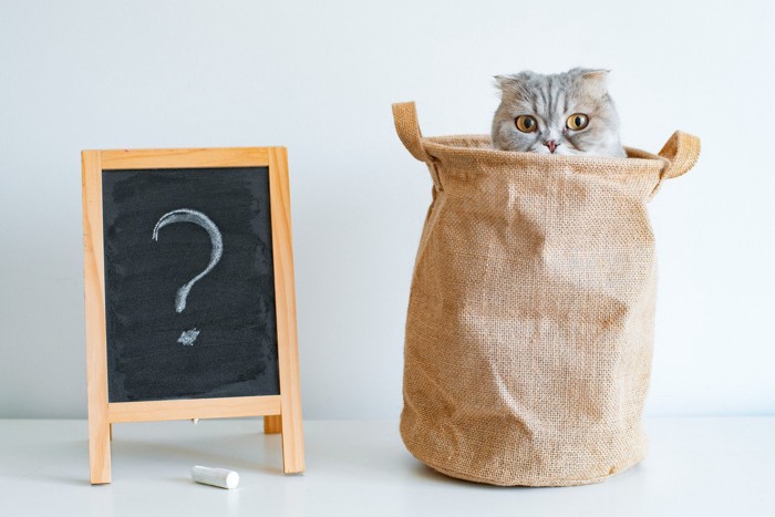袋に入っている猫と黒板のクエスチョンマーク