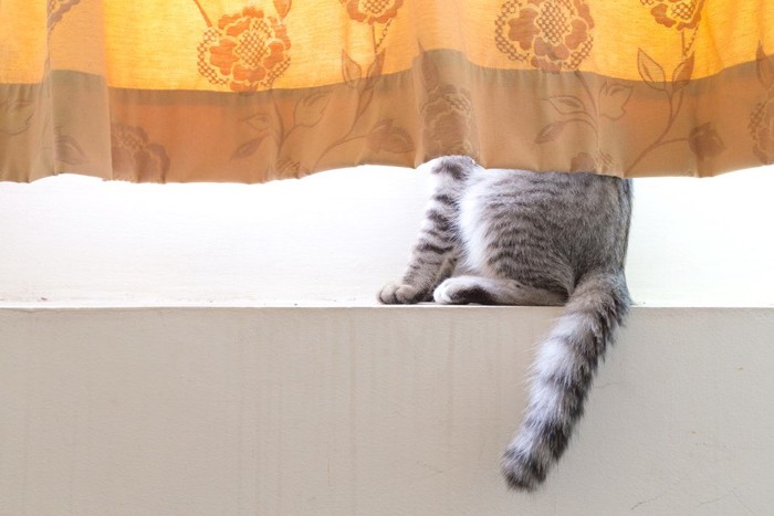 カーテンの向こうの猫