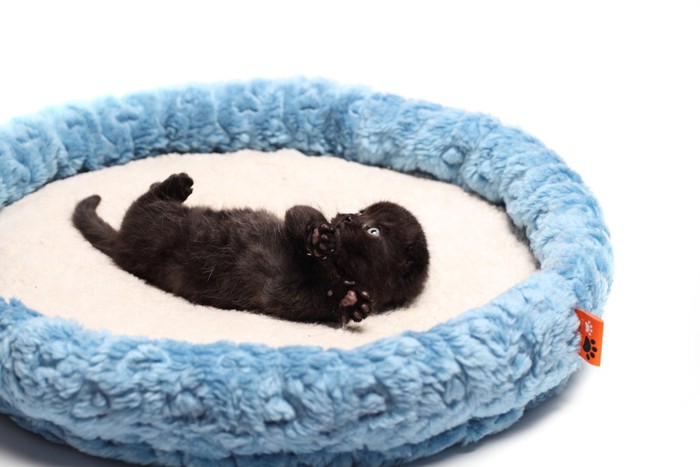 猫ベッドで寝転がる黒いスコティッシュフォールドの子猫