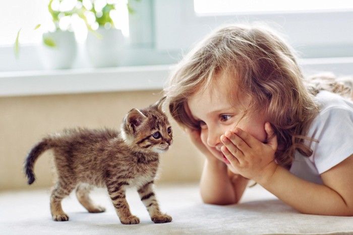 子猫を見つめる小さな女の子