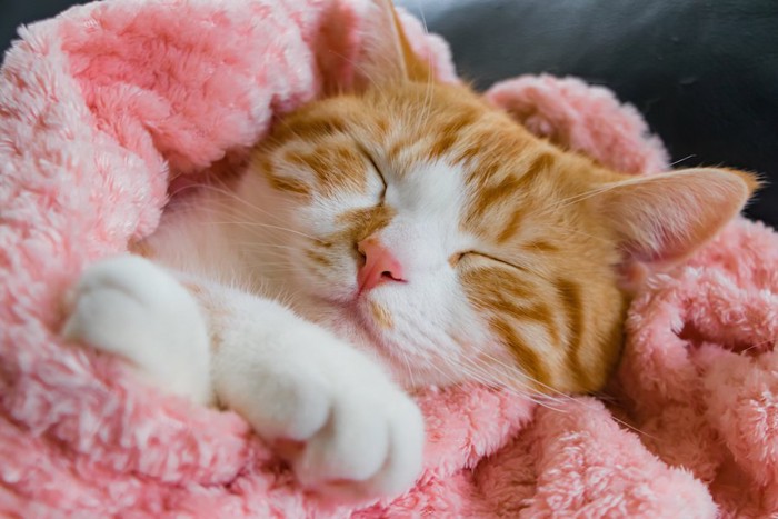 ピンクのブランケットに包まれて眠る猫