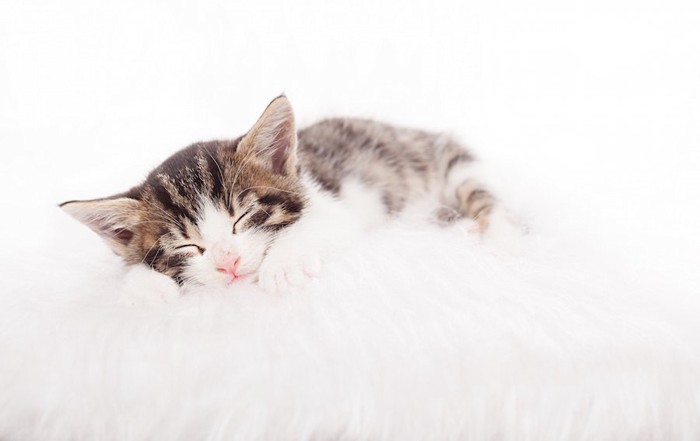 ふかふかの毛布で眠る子猫