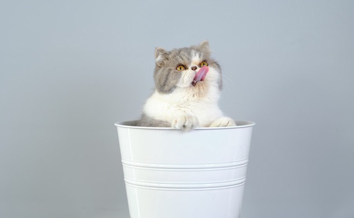 239487604／A white and grey exotic kitty with a flat background