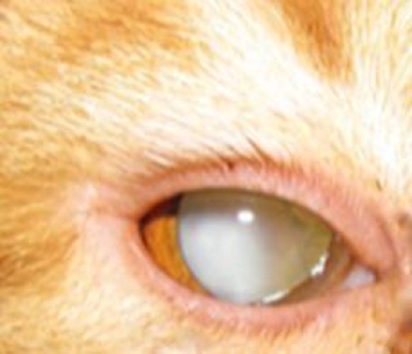 猫の白く濁った目