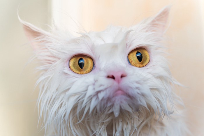 びしょ濡れの猫の顔