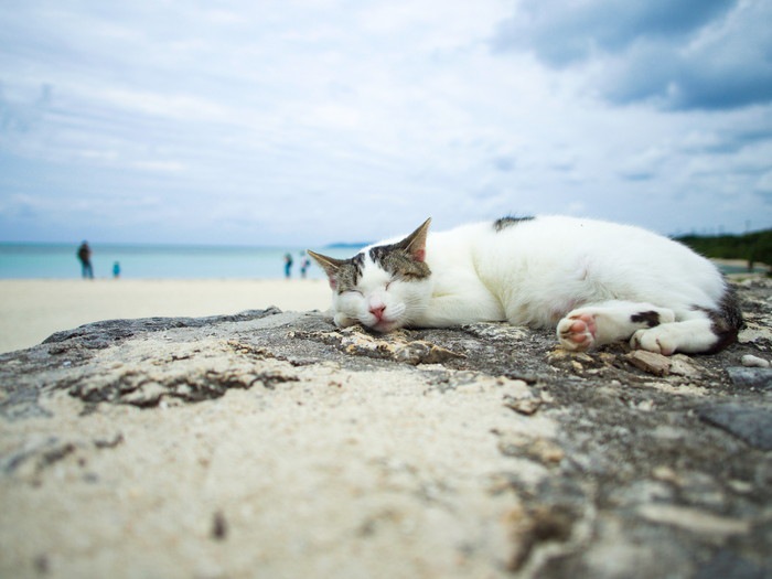 竹富島の海辺で寝ている猫