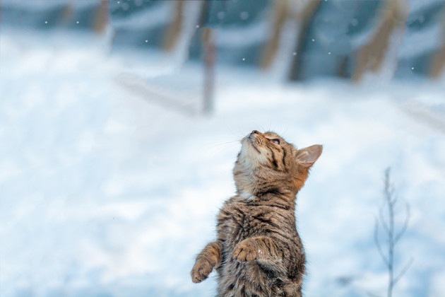 雪の中で2本足で立つ子猫