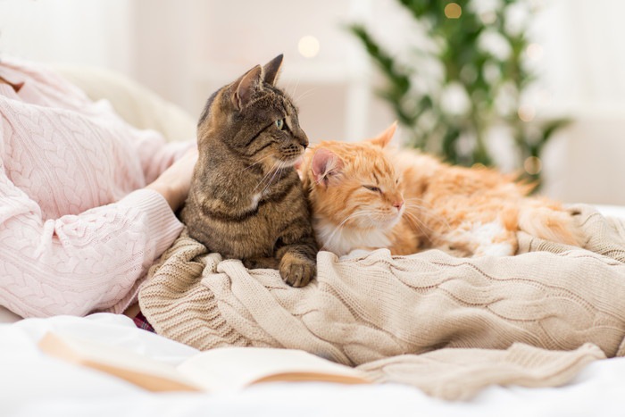 ベッドで飼い主のお腹の上で寝そべる2匹の猫