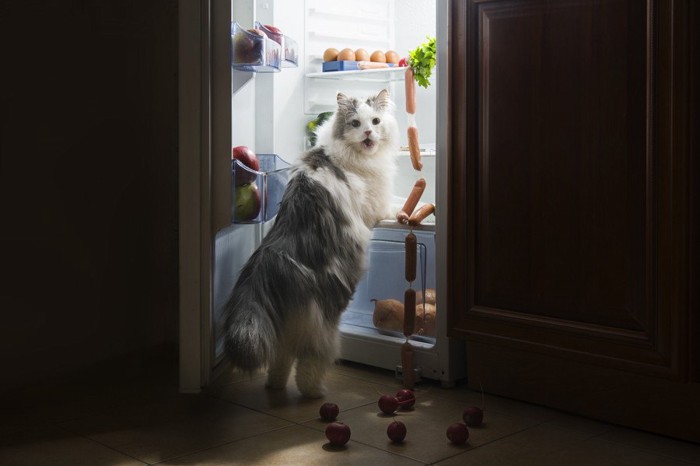 冷蔵庫をのぞいている猫