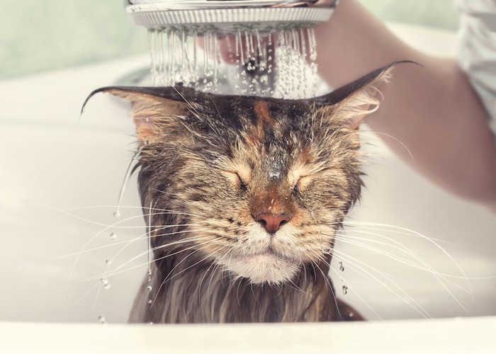 頭からシャワーをかけられて目を閉じている猫