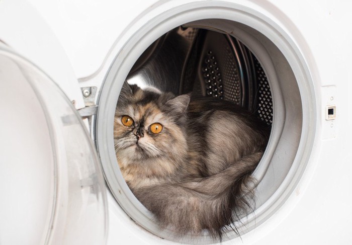 洗濯機の中で寛ぐ猫