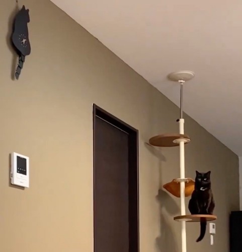 壁掛け時計と猫さん