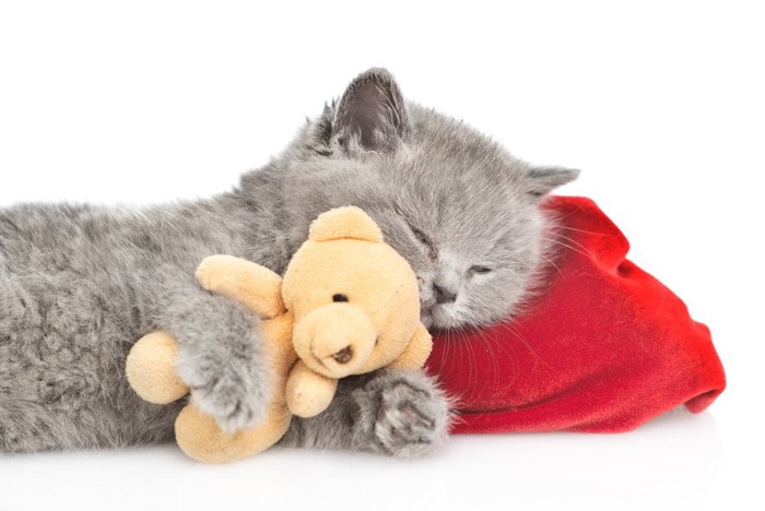 熊のぬいぐるみを抱きしめて赤い枕で寝る子猫