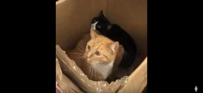 箱の中の猫2
