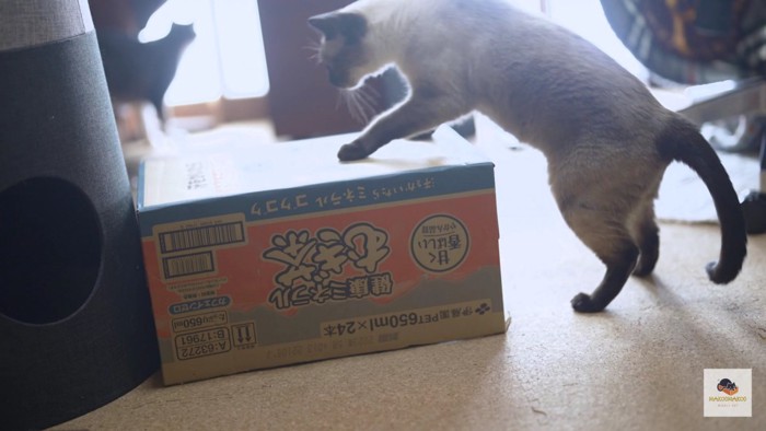 箱の上に乗りたいシャム猫