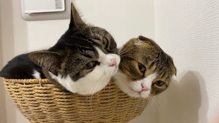 かごに入る2匹の猫の顔