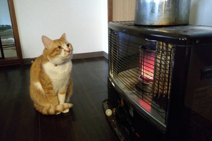 ストーブの前で暖をとっている猫