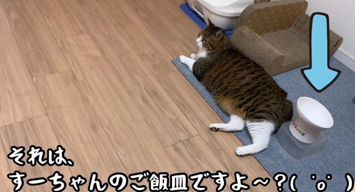 横たわる猫