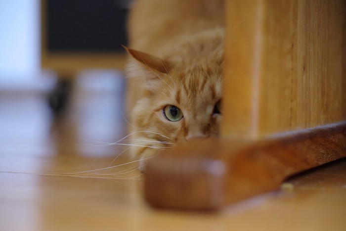 家具の隙間からじっと見つめる猫