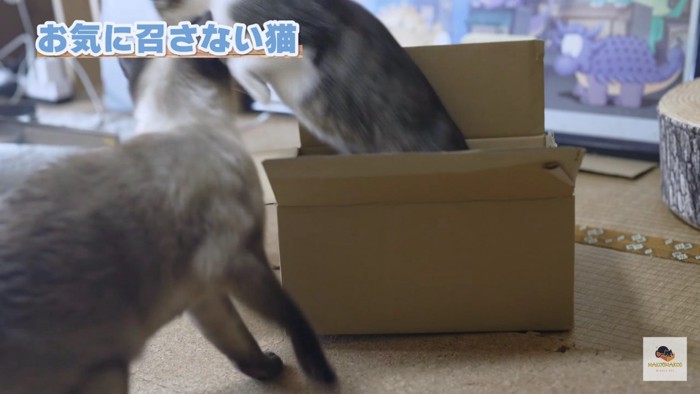 箱からキジシロを追い出すシャム猫