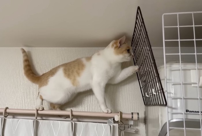 網に手をかける猫