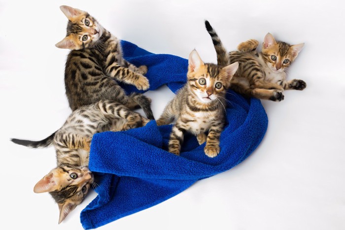 猫とタオル